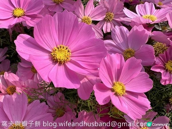 香港賞花 | 維園花展 | 大波斯菊篇