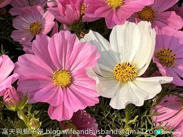 香港賞花 | 維園花展 | 大波斯菊篇