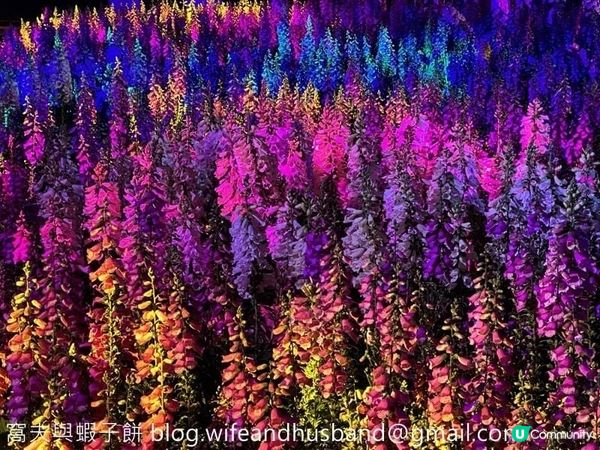 香港賞花 | 維園花展 | 毛地黃篇