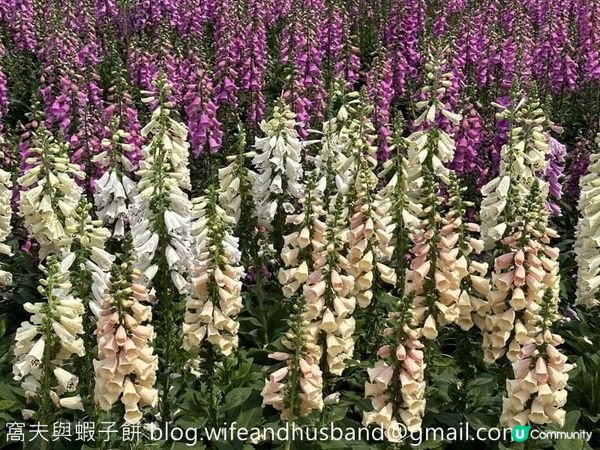 香港賞花 | 維園花展 | 毛地黃篇