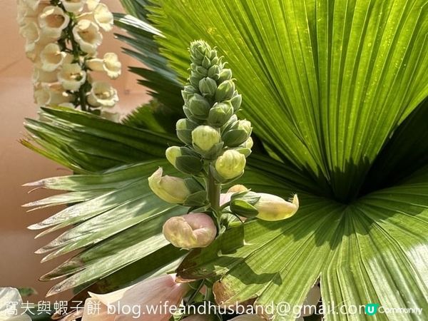 香港賞花 | 維園花展 | 毛地黃篇