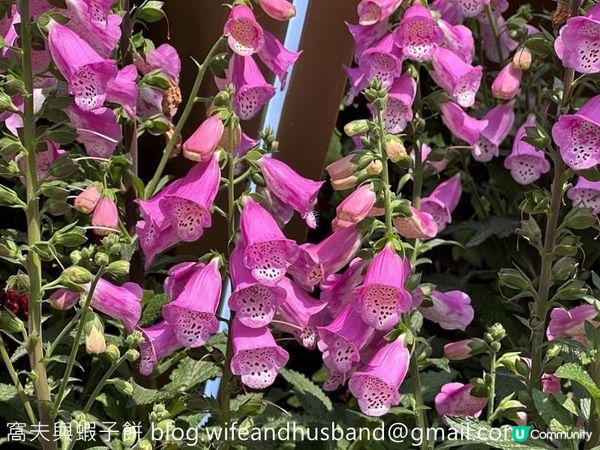 香港賞花 | 維園花展 | 毛地黃篇