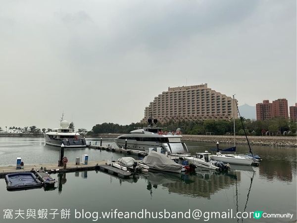 香港賞花 | 屯門 | 簕杜鵑與宮粉羊蹄甲