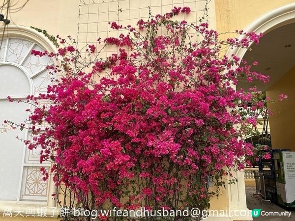 香港賞花 | 屯門 | 簕杜鵑與宮粉羊蹄甲