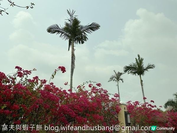 香港賞花 | 屯門 | 簕杜鵑與宮粉羊蹄甲