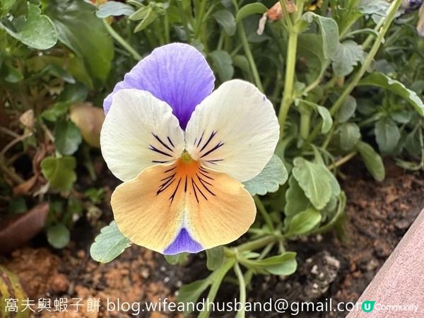 香港賞花 | 屯門 | 簕杜鵑與宮粉羊蹄甲