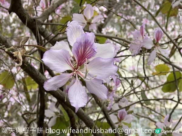香港賞花 | 屯門 | 簕杜鵑與宮粉羊蹄甲
