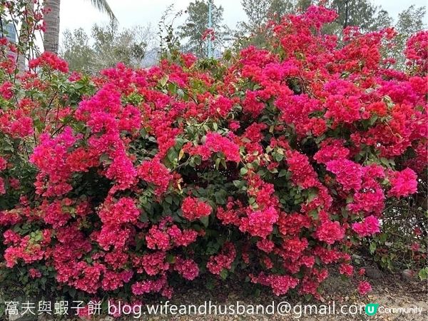 香港賞花 | 屯門 | 簕杜鵑與宮粉羊蹄甲