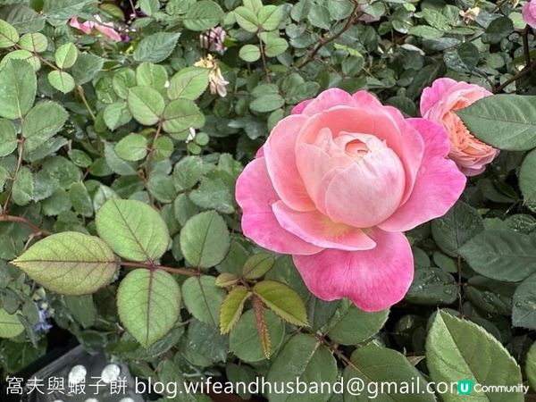 香港賞花 | 維園花展 | 月季篇