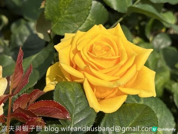 香港賞花 | 維園花展 | 月季篇