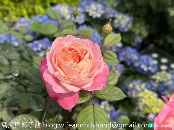 香港賞花 | 維園花展 | 月季篇