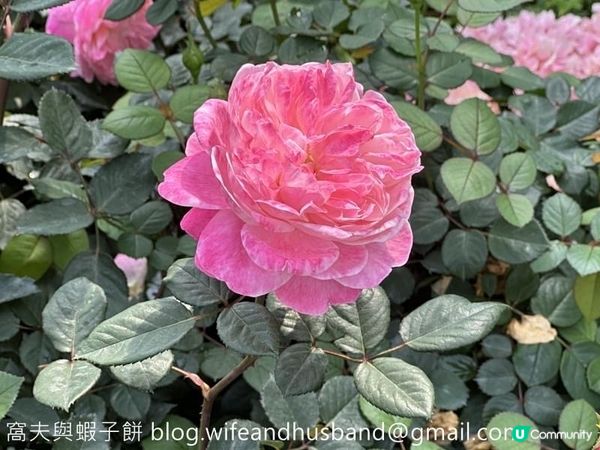 香港賞花 | 維園花展 | 月季篇