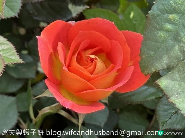 香港賞花 | 維園花展 | 月季篇