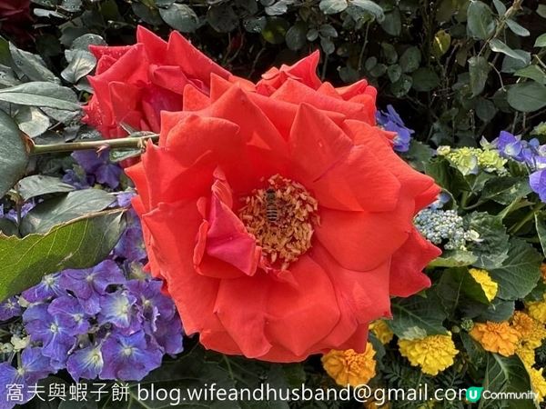 香港賞花 | 維園花展 | 月季篇