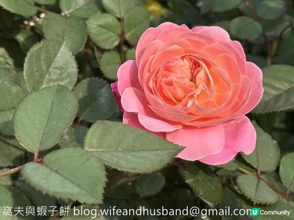 香港賞花 | 維園花展 | 月季篇