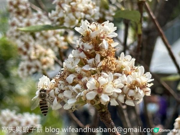 香港賞花 | 維園花展 | 百花齊放篇