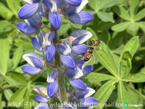 香港賞花 | 維園花展 | 百花齊放篇