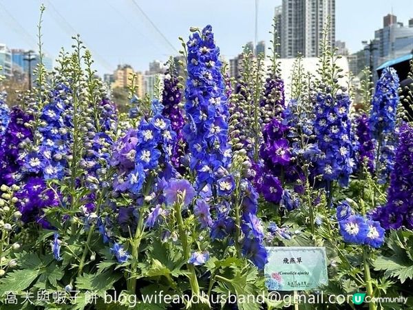 香港賞花 | 維園花展 | 百花齊放篇