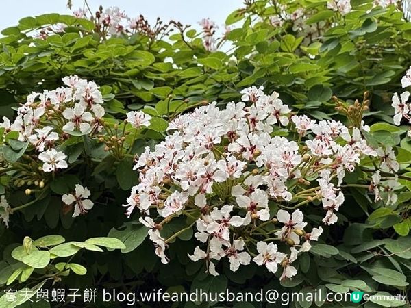 本地遊 | 大角咀半天遊 | 櫻桃街賞花 | 浮生下午茶