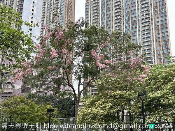 本地遊 | 大角咀半天遊 | 櫻桃街賞花 | 浮生下午茶