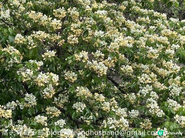 本地遊 | 大角咀半天遊 | 櫻桃街賞花 | 浮生下午茶