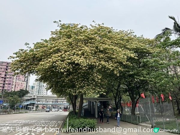 本地遊 | 大角咀半天遊 | 櫻桃街賞花 | 浮生下午茶