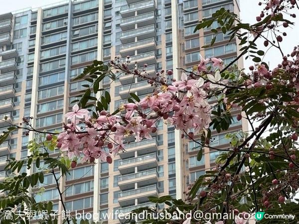 本地遊 | 大角咀半天遊 | 櫻桃街賞花 | 浮生下午茶