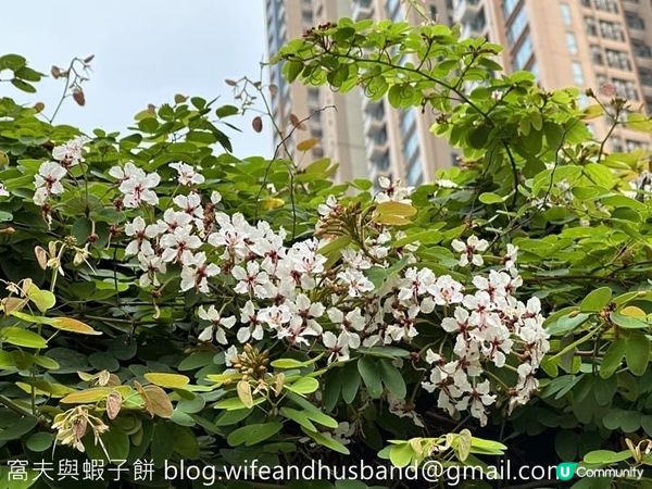 本地遊 | 大角咀半天遊 | 櫻桃街賞花 | 浮生下午茶