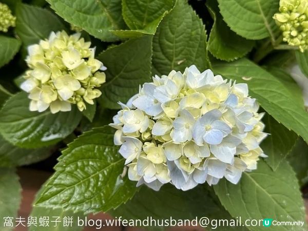 香港賞花｜九龍公園｜今年最後一輯繡球花照片