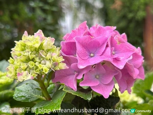 香港賞花｜九龍公園｜今年最後一輯繡球花照片