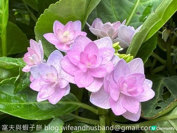 香港賞花｜九龍公園｜今年最後一輯繡球花照片