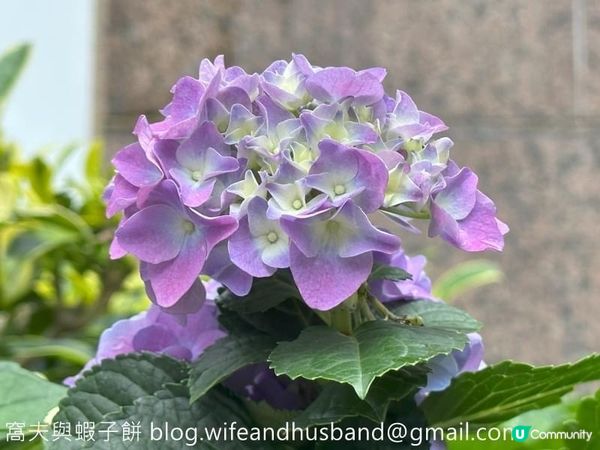 香港賞花｜九龍公園｜今年最後一輯繡球花照片