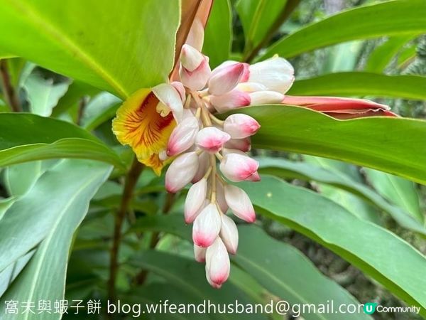 香港賞花｜九龍公園｜今年最後一輯繡球花照片