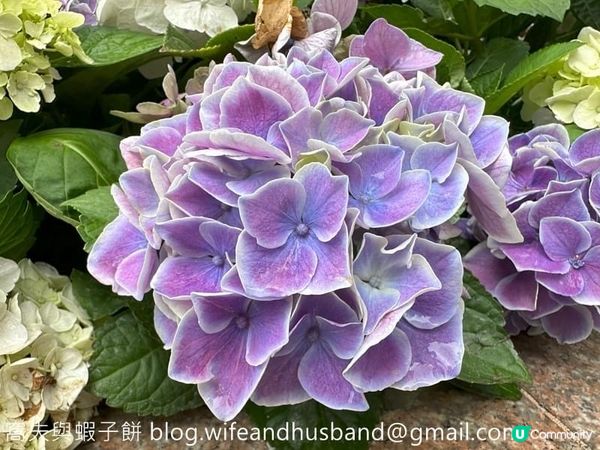 香港賞花｜九龍公園｜今年最後一輯繡球花照片