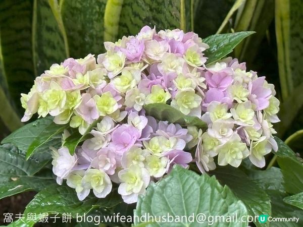 香港賞花｜九龍公園｜今年最後一輯繡球花照片