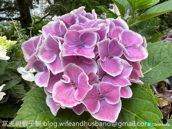 香港賞花｜九龍公園｜今年最後一輯繡球花照片