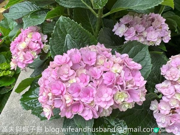 香港賞花｜九龍公園｜今年最後一輯繡球花照片