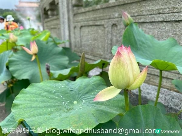 香港遊．大嶼山．寶蓮禪寺．香港荷花節 (上)