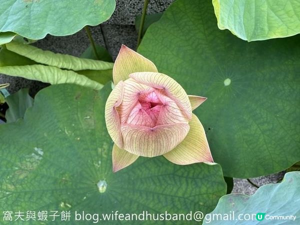 香港遊．大嶼山．寶蓮禪寺．香港荷花節 (上)