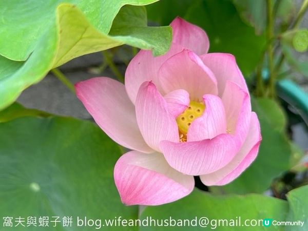 香港遊．大嶼山．寶蓮禪寺．香港荷花節 (上)