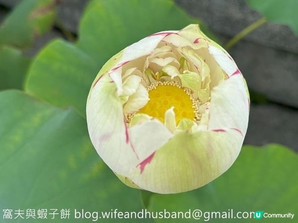 香港遊．大嶼山．寶蓮禪寺．香港荷花節 (上)