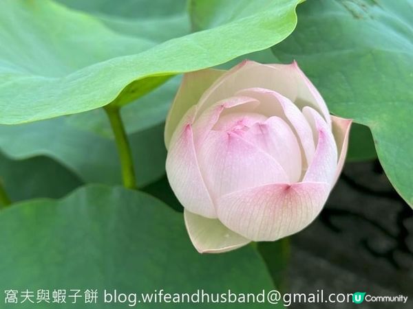 香港遊．大嶼山．寶蓮禪寺．香港荷花節 (上)