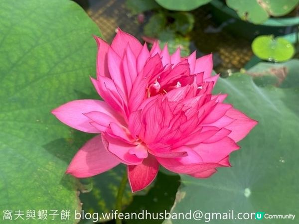 香港遊．大嶼山．寶蓮禪寺．香港荷花節 (上)