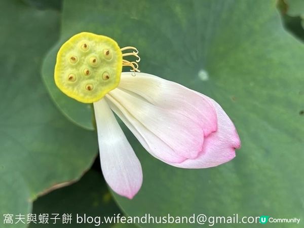 香港遊．大嶼山．寶蓮禪寺．香港荷花節 (上)