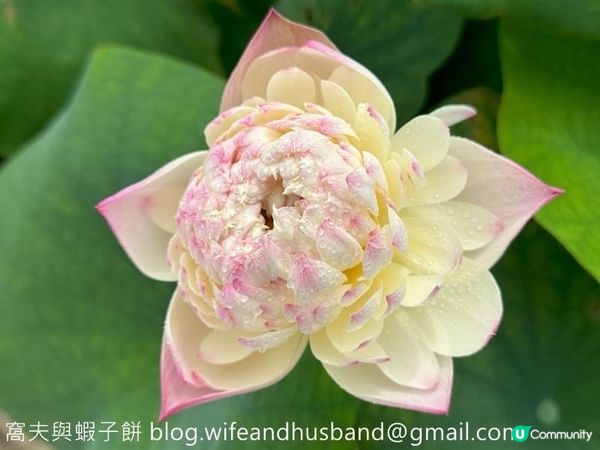 香港遊．大嶼山．寶蓮禪寺．香港荷花節 (上)