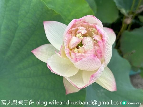 香港遊．大嶼山．寶蓮禪寺．香港荷花節 (上)