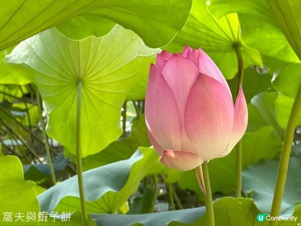 香港賞花  | 城門谷公園 | 六月賞荷 (一)