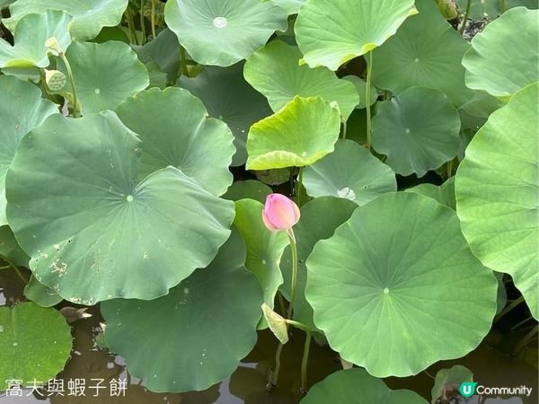 香港賞花  | 城門谷公園 | 六月賞荷 (一)