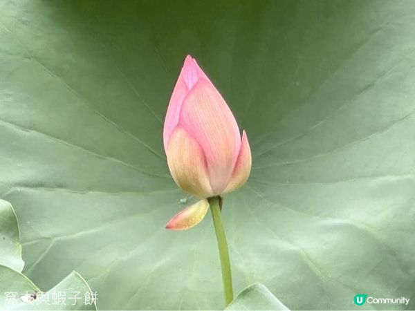 香港賞花 | 城門谷公園 | 六月賞荷 (二)
