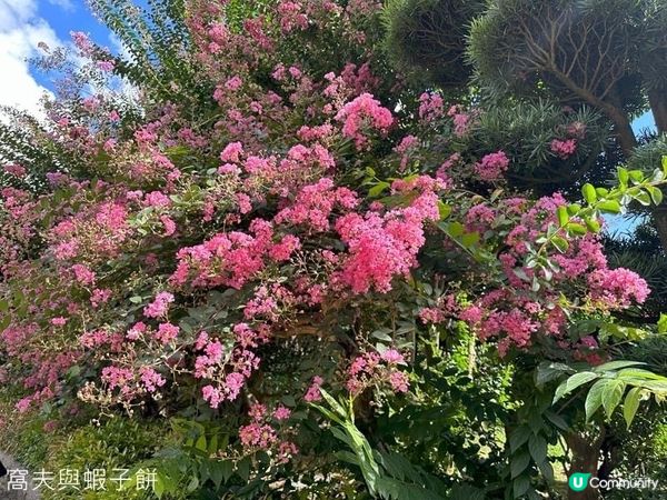 坐港鐵遊香港 | 鑽石山站 | 南蓮園池與志蓮淨苑 